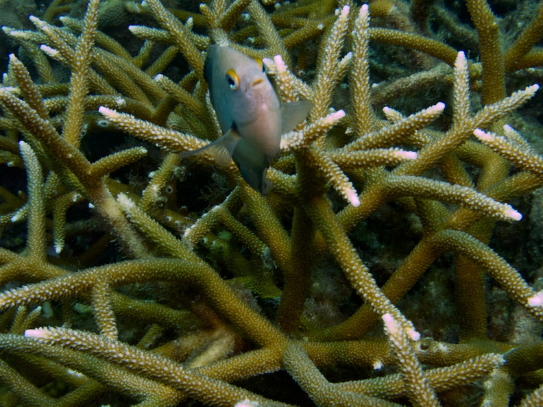 Damselfish in Staghorn Coral IMG_7873.jpg